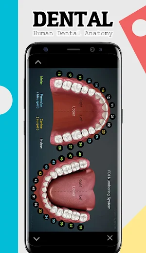 Dental Anatomy Screenshot 3