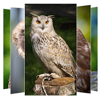 Owl Wallpaper