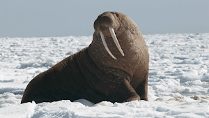 Walrus Sounds Screenshot 3