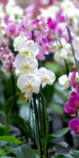 Wallpaper Anggrek Screenshot 3