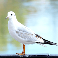 Seagulls Sounds