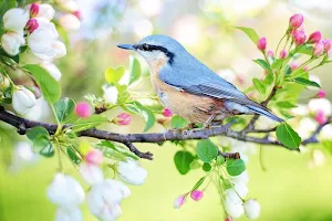 Spring wallpapers Screenshot 0