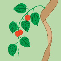 Botánica Iskonawa