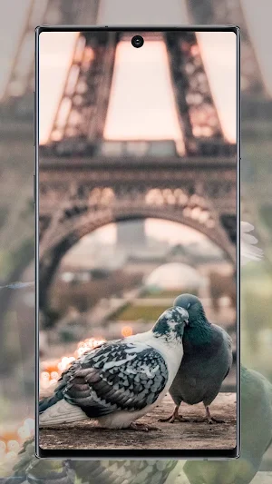 Pigeon wallpaper Screenshot 1
