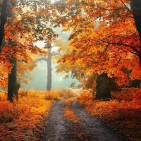 🍁 Autumn Wallpaper 🍂