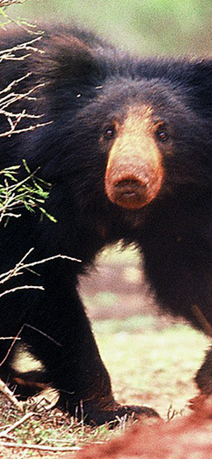 Sloth Bear Screenshot 1