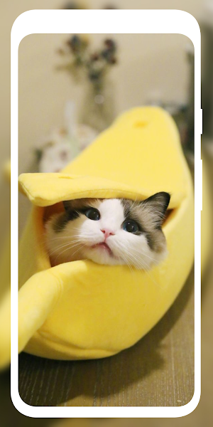 Cute Cat Wallpaper HD 4K Screenshot 1