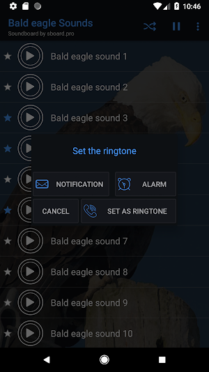 Bald eagle sounds ~ Sboard.pro Screenshot 2