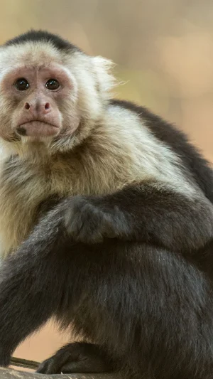 Wildlife Photography Wallpaper Screenshot 2