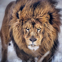 Wallpapers Lion (2) 4K 2022