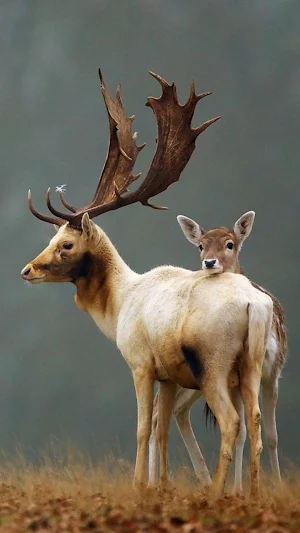 Wild Animal Wallpaper 4K Screenshot 0