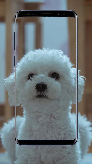 Poodle Dog Wallpapers Screenshot 0