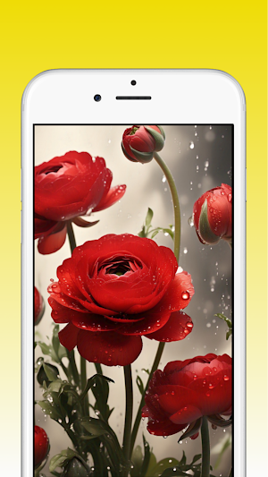 Ranunculus Flower Wallpapers Screenshot 1
