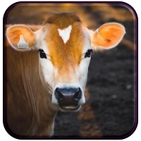 Baby Cow Wallpaper