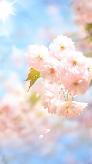 Sakura Flower Live Wallpaper Screenshot 3