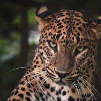 Leopard Wallpapers