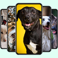 Cute Puppies Wallpapers