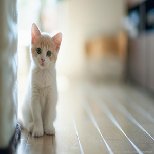 Cat Wallpaper HD Screenshot 1