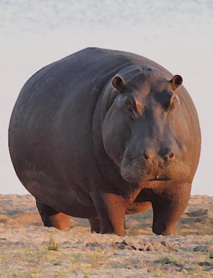 Hippopotamus (animal) sounds ~ Sboard.pro Screenshot 0