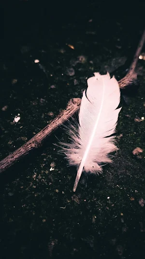 Feather Wallpaper Screenshot 0
