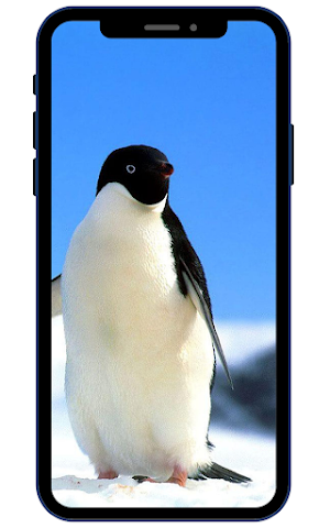 Penguins Wallpapers Screenshot 3