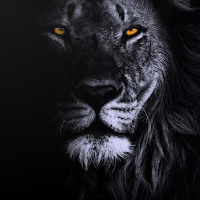 Lion Wallpaper