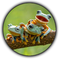 Find The Frog