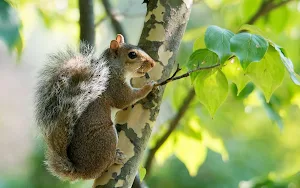 Squirrel Wallpaper HD Screenshot 0