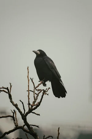 Crows Wallpapers Screenshot 1