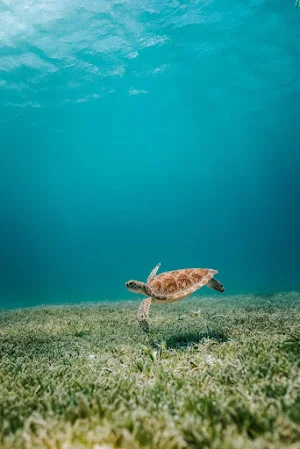 Sea Turtles Wallpapers Screenshot 3