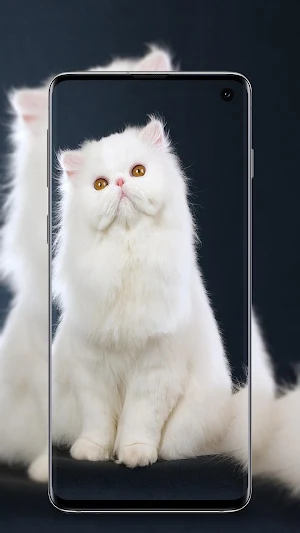 Cute Cats wallpapers Screenshot 1