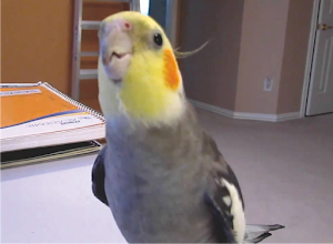 Cockatiel Sounds Offline (Teach Sound) Screenshot 2
