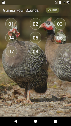 Guinea Fowl Sounds & Calls Screenshot 0