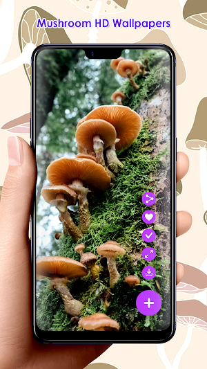 Mushroom HD Wallpapers Screenshot 1
