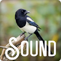 Magpie Bird Sound Ringtones