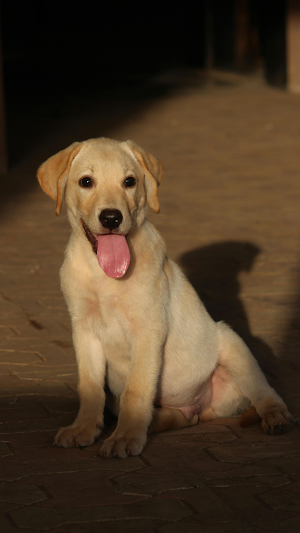 Goledenretriever Wallpaper HD Screenshot 3
