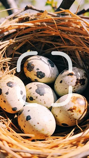 Egg Identifier Screenshot 0
