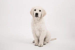 Golden retriever wallpapers Screenshot 1