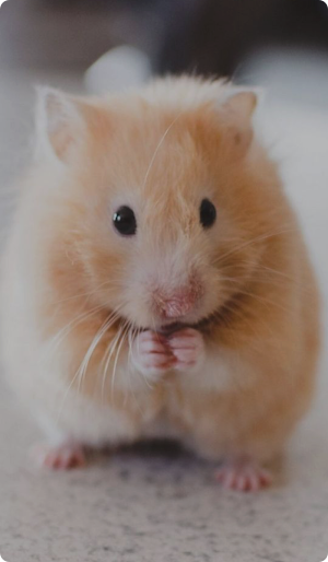 Hamster Cute Wallpaper HD Screenshot 0