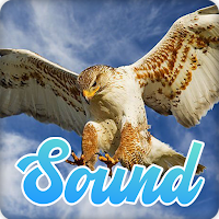 Hawk Sounds Effect
