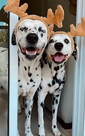 Dalmatian Wallpapers Screenshot 3
