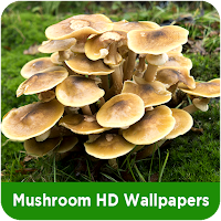 Mushroom HD Wallpapers