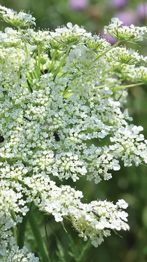 Queen Anne's Lace Wallpaper Screenshot 1