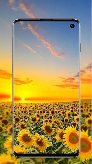 Sunflower Wallpaper Screenshot 0