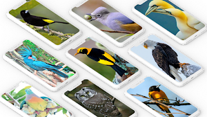 Bird Wallpaper Screenshot 0