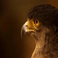 PSG_FALCON+
