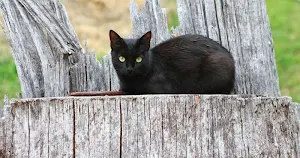 Black cats wallpapers Screenshot 2
