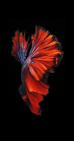 Fishy Wallpaper Screenshot 0