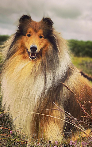 Collie Wallpapers - Papéis de parede Collie Screenshot 3