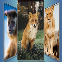 Animals of Wonder